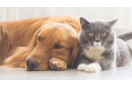 Sute de anunţuri cu animale de companie dispărute după petardele de Anul Nou