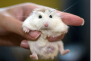  O ieşeancă a solicitat la DSP certificat verde pentru hamster