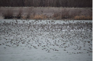 Lacul de acumulare Stânca-Costeşti, raiul păsărilor. Zona oferă adăpost pentru 15.000 de înaripate
