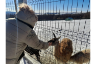 GALERIE FOTO - Animăluțele-vedetă de la Mănăstirea Hadâmbu