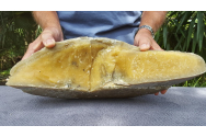 Parfumurile cu vomă de balenă sunt cele mai scumpe din lume. Ce este ingredientul secret