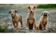  Târgu Neamț va ceda 16.700 de mp pentru un adăpost destinat animalelor fără stăpân