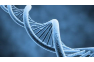 Fericirea, bucuria, inspiraţia, recunoştinţa şi rugăciunea pot activa gene benefice