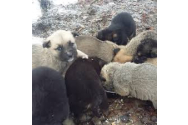 O femeie a fost amendată cu 3.000 de lei după ce a abandonat nouă căţeluşi într-un sac de rafie. Puii au fost salvați