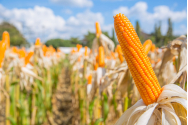 România, pe primul loc în UE la producția de porumb boabe și floarea soarelui, în 2021