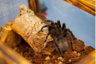  Vino în Palas și descoperă cele 36 de specii de tarantulă și află informații inedite!