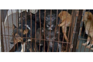 Cresc pedepsele pentru cei care bat și ucid animale până la 7 ani de închisoare