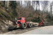 Verificări în domeniul forestier. Pentru ce deficienţe inspectorii de muncă au aplicat amenzi