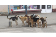 O femeie din București a fost atacată de o haită de 20 de maidanezi