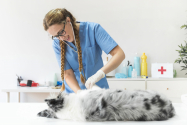 Servicii veterinare prin care cabinetul Nord Vet din Suceava se remarcă în 2022 