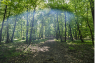 Pădurea Hoia-Baciu, cel mai bântuit loc din lume