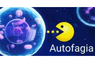 Ce este AUTOFAGIA și cum ne ajută la sănătate
