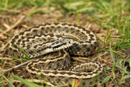 Locul din România Uricani, situată la circa 35 de kilometri distanță de Iași în care există un animal unicat. Nicăieri în lume nu se mai poate vedea