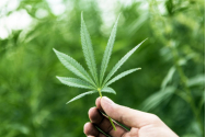 Legalizarea canabisului în Germania