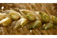 Argentina va fi prima țară din lume care va cultiva un soi special de grâu modificat genetic