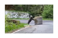 Un urs a fost filmat la Raliul Argeșului, când mută un balot de paie