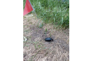 Grenadă găsită la Botoșani, pericol public