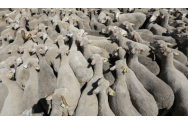 Un TIR cu peste 400 de oi s-a răsturnat pe șosea: 100 de animale au murit, iar alte 40 au fost rănite