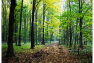 Romsilva a montat 177 de camere de monitorizare pentru prevenirea tăierilor ilegale în fondul forestier administrat