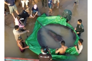  Cea mai mare pisică de mare a fost pescuită în Cambodgia. Cântărește 300 de kilograme