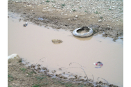 Pârâul Miletin a secat. Crescătorii de animale din Flămânzi nu pot adăpa animalele
