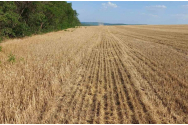 Seceta a distrus grâul din patru județe. Peste 16.000 hectare cultivate în judeţele Brăila, Galaţi, Ialomiţa şi Teleorman sunt compromise