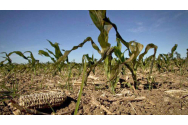  Zeci de mii de hectare de culturi agricole afectate de secetă, în Moldova