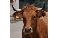 Animalele din Bistrița riscă să moară de foame și de sete