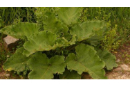 Reduce glicemia, protejeaza ficatul de toxine, reduce absorbtia colesterolului rau si trigliceridelor