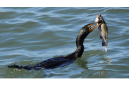  Ministrul Agriculturii cere vânarea cormoranilor: „Mănâncă mai mult pește decât românii”
