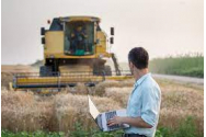 1.000 de oameni au fost omorâți de către albinele ucigașe