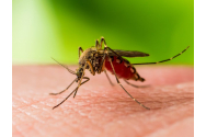 Doi bătrâni sunt internați la Terapie Intensivă cu o formă gravă de meningită. Ei au fost infectați cu virusul West Nile