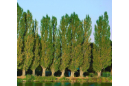 Mini-pădure urbană în zona Plopii fără soţ