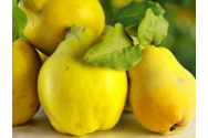 Piure de gutui