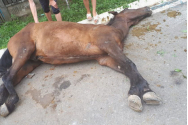 Ciobanul care a bătut calul şi veterinarul a plătit amenda în ultimul moment