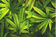 Germania a legalizat canabisul