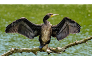 PSD și PNL vor să permită vânătoarea de cormorani tot anul