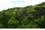 Un bărbat a murit lovit în cap de un arbore pe care îl tăia, într-o pădure din Apuseni