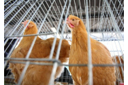 Cel mai grav dezastru zoosanitar din SUA de până acum. 50 de milioane de păsări „nimicite”