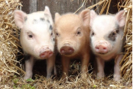 HIBRIZII OM-PORC PROMIT SĂ REVOLUȚIONEZE TRANSPLANTURILE UMANE