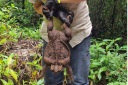 În Australia a fost descoperită o broască gigantică