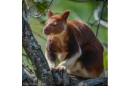La o grădină zoologică din Marea Britanie s-a născut un pui de cangur