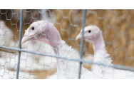 Dezinfecție la fermele de curcani unde a fost depistată gripa aviară