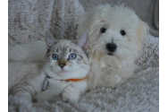 De ce iubim atât de mult animalele de companie? Cât de adevărat este faptul că ar avea un efect benefic asupra sănătății noastre