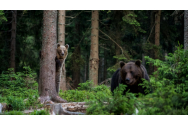 Ce riscă vânătorii care împușcă urși