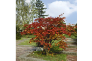 Primăria Piatra-Neamț taie 225 de pomi fructiferi și plantează arbori exotici