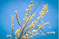 Duminica Floriilor la catolici