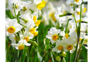 Cui spunem la mulți ani de Florii? Cele mai frecvente nume, dar și cele mai rare, celebrate duminică/ O singură persoană poartă numele Zambilica/ Aproape 2 milioane de români își serbează onomastica
