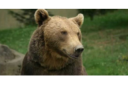 Urșii au dat iama în Harghita