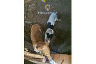  Braconierii din Botoșani, luați la ochi de către polițiști
